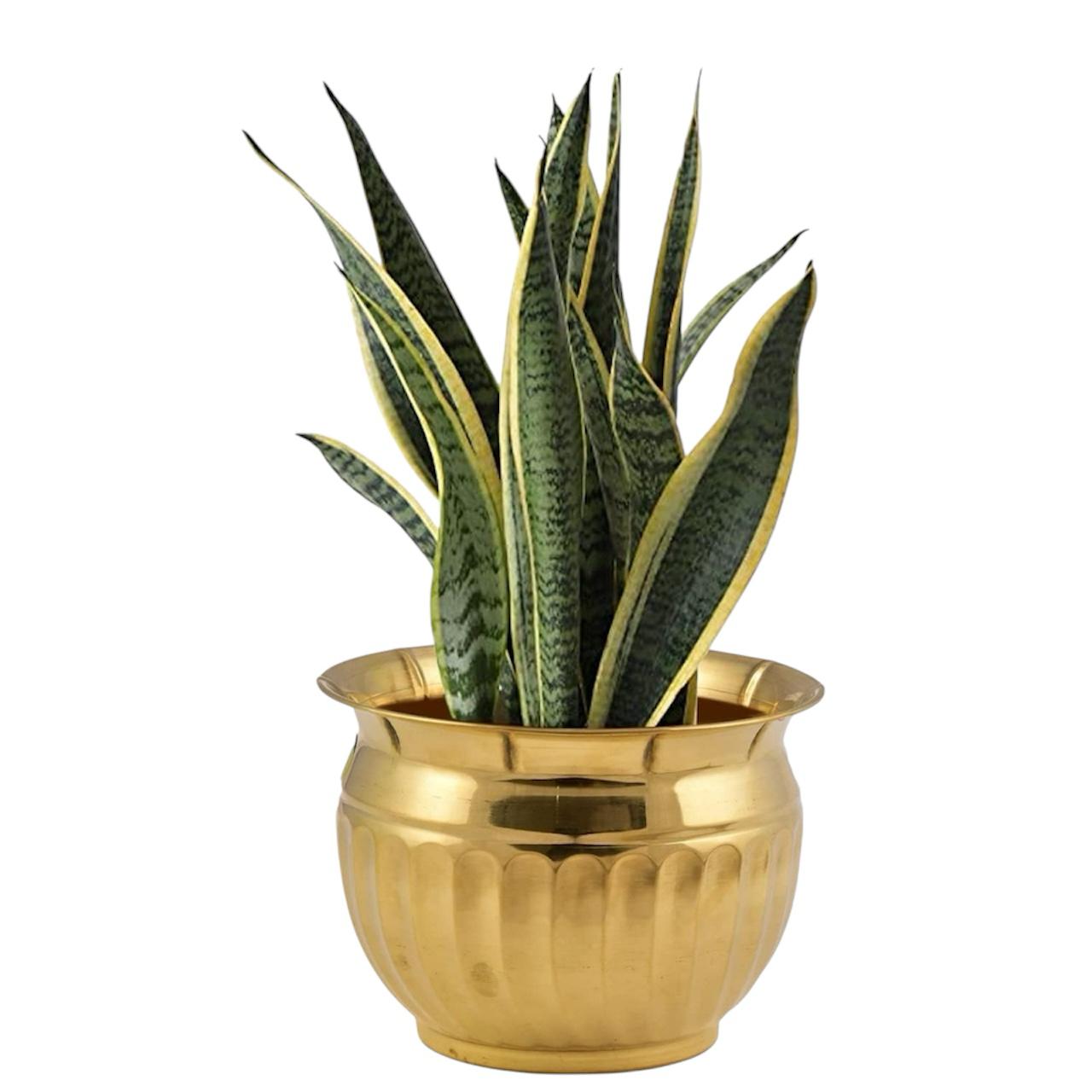 LIME Brass Planters for Indoor Plants - Antiqued Brass Vase Metal Planters for Living Room - Golden Pots for Indoor Plants - Design with Curved Base Accent Home Decorative